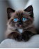 Adorables animaux