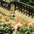 Roses romantiques