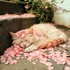 Roses romantiques