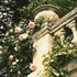 Roses romantiques