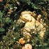 Roses romantiques