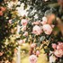 Roses romantiques