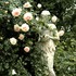 Roses romantiques