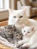 Adorables chats et chatons