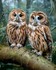 Adorables chouettes