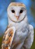 Adorables animaux