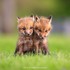Adorables animaux
