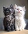 Adorables animaux