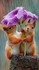 Adorables animaux