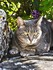 Adorables animaux