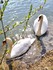 Adorables animaux