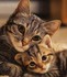 Beaux chats et chatons