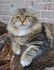 Beaux chats et chatons