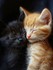 Beaux chats et chatons