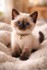 Adorables chats et chatons