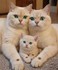 Adorables chats et chatons