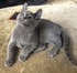 Tolly - The Topiary Cat