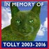 Tolly - The Topiary Cat