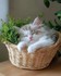 Adorables chats et chatons