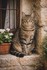 Adorables chats et chatons