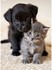 Adorables chats et chatons
