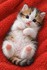Adorables chats et chatons