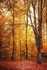 Automne féerique et enchanteu