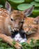 Tendresse animale