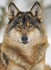 Beaux animaux