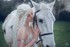 Princesses et animaux