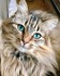 Adorables chats et chatons