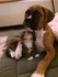 Animaux et princesses