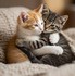 Adorables chats et chatons