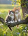 Adorables animaux