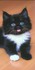 Adorables chats et chatons