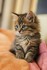 Beaux chats et chatons