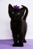 Adorables chats et chatons