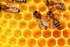 Toujours à propos des abeilles