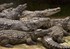 Lieux insolites : la ferme des crocodile