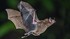 Euthanasie de chauves-souris
