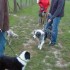 2eme COURS D'OBEISSANCE POUR CHIOTS