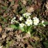 La flore et son environnement