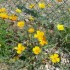 La flore et son environnement