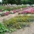 Le jardin de Larnaud