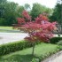 Le jardin de Larnaud