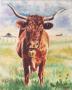 Les vaches Salers