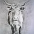 Dessins de vaches Salers