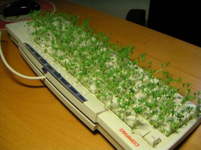 De la pelouse au clavier..