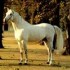 Les chevaux blancs !!!<3