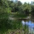 Dans une forêt lointaine...